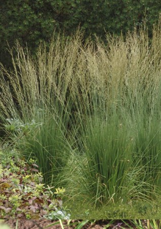 Molinia caerulea Dauerstrahl